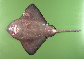 Baric_u0.jpg