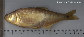Brcab_m0.jpg