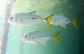 Calat_u9.jpg