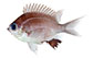 Chaba_u0.jpg