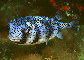 Chatr_j0.jpg