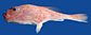 Chhee_u0.jpg