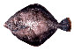 Clasp_u0.jpg