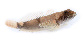 Cocae_u0.jpg
