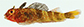 Enfla_m0.jpg