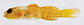 Evfil_m0.jpg