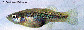 Gahur_u0.jpg