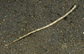 Hadun_u0.jpg