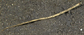 Hadun_u3.jpg