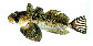 Hejor_u0.jpg