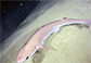 Heper_m2.jpg