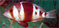 Hyflo_u1.jpg