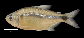 Hyoca_m0.jpg
