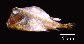 Labic_u7.jpg