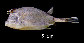 Lapol_u3.jpg