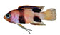 Lilev_u0.jpg