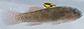 Locri_f0.jpg