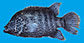 Natet_u0.jpg