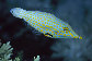 Oxlon_u8.jpg