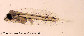 Pacal_l5.jpg