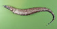 Poris_u1.jpg