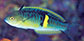 Psble_m1.jpg