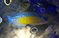 Pscoc_m0.jpg