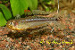 Pscon_u2.jpg