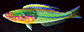 Psedw_m1.jpg