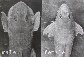 Riura_u0.jpg