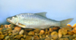 Ruvir_u0.jpg