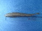Scmal_j1.jpg