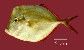 Seset_u1.jpg
