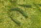 Stimp_m0.jpg