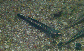 Stimp_m1.jpg