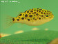 Tenig_u0.jpg