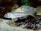 Xefla_m0.jpg